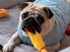 -关爱动物医院·心脏·中兽医·异宠(金牛路分院)