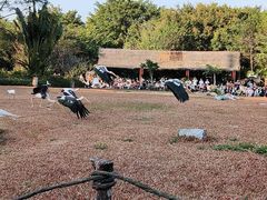 -广州长隆飞鸟乐园
