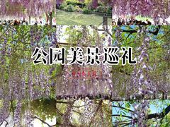 -嘉定紫藤园