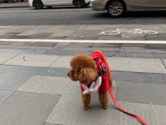 -PETKIT 小佩宠物·低压洗护·美容·寄养(安远店)