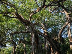 -瑞丽独树成林风景区