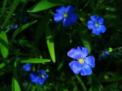 -大兴滨河森林公园