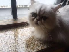 -more than meow吴止猫主题餐厅(承德 中船汇店)