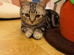 -猫咪派对(江南西店)