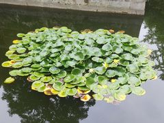 -习家池