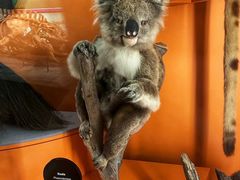 -墨尔本博物馆(Melbourne Museum)