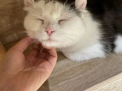 -藏猫猫咖啡主题馆(中央大道店)