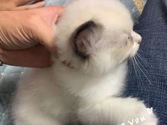 -东方名猫馆·英短金渐层布偶猫舍(环线广场1号楼店)