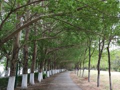 -长白岛森林公园