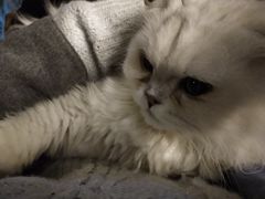 -猫猫幼稚园·撸猫·桌游·电玩