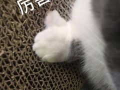 -猫宠乐园·专业洗护