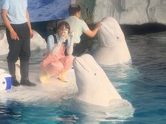 -海合安武汉极地海洋公园