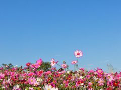 -香蜜公园