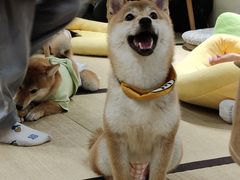 -逗柴咖啡屋·狗咖猫咖宠物桌游