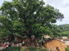 -杨家堂村