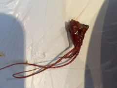 -五七小李子油焖大虾(总店)