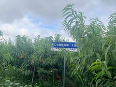 -南汇水蜜桃采摘(大团店)