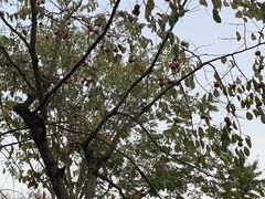 -合肥三国新城遗址公园