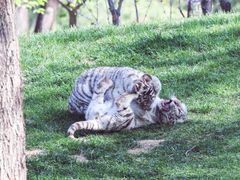 -北京野生动物园