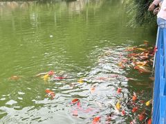 -南湖梦幻岛