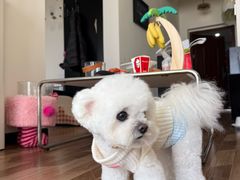 -帕帕拉兹宠物(亚洲旗舰店)