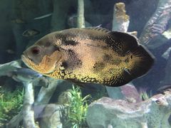 -福州罗源湾海洋世界旅游区