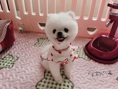 -翊宠yipet猫狗购宠庄园犬舍•猫舍