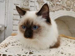 -共舞时光猫咖·狗咖(新街口店)