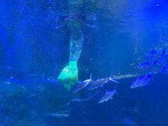-嘉兴海底世界