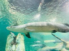 -上海海洋水族馆