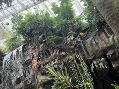 -正佳雨林生态植物园