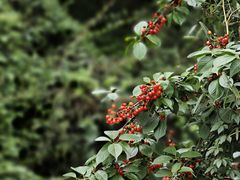 -樱桃山旅游景区