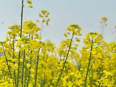 -桑洲油菜花景区