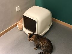 -飞行喵MR PILOT|猫舍·猫咖(静安大融城店)