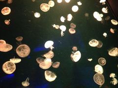 -广东省拱北口岸中国旅行社(华宾营业部)