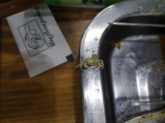 梭子蟹-老虎滩大连海鲜烧烤(建邺云锦路总店)