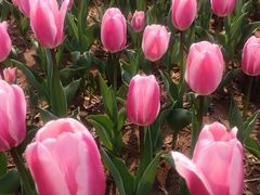 -廊坊文化艺术中心