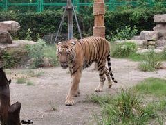 -上海野生动物园老虎餐厅