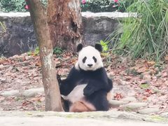 -都江堰中华大熊猫苑