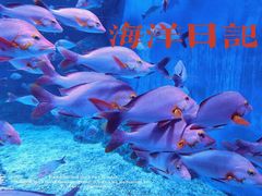 -成都浩海立方海洋公园