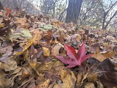 -阳台山自然风景区