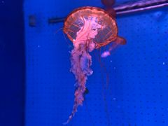 -厦门海底世界