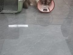 -贝利宠物医院·骨科·眼科·肿瘤转诊中心(南坪诊疗中心)