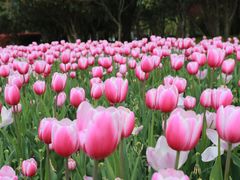 -上海鲜花港