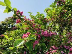 -铁山坪森林公园