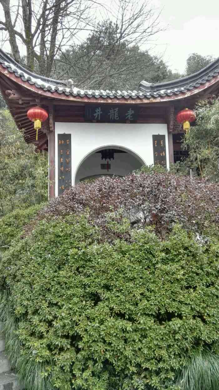 十八棵御茶-"来到龙井村,必定要去看看茶园,尤其是那十.