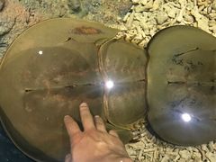 -琴岛之星摩天轮