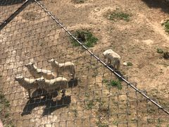 -石家庄市动物园