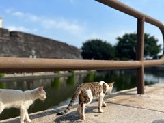 -石炮台公园