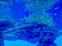 -海合安成都极地海洋公园